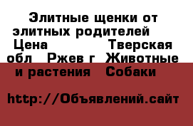 Элитные щенки от элитных родителей!!! › Цена ­ 15 000 - Тверская обл., Ржев г. Животные и растения » Собаки   